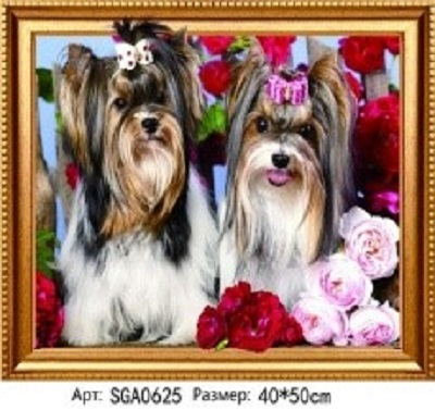 SGA 0625 Два йорка SGA 0625 Два йорка